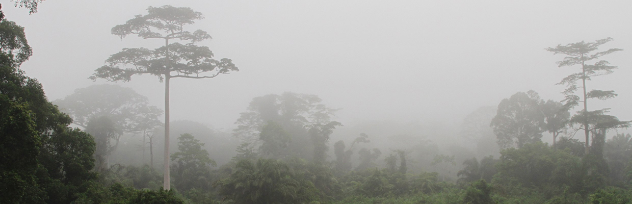 1240×400 Taï_National_Park_(24148248710)